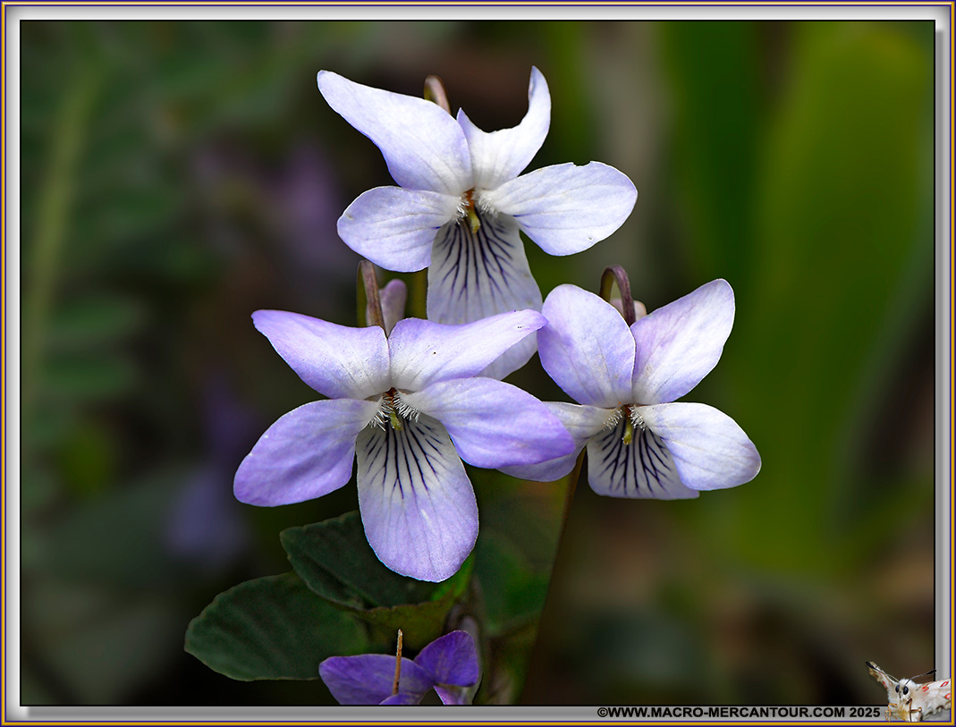 Violettes